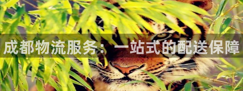 自行车,优游国际是什么意思：成都物流