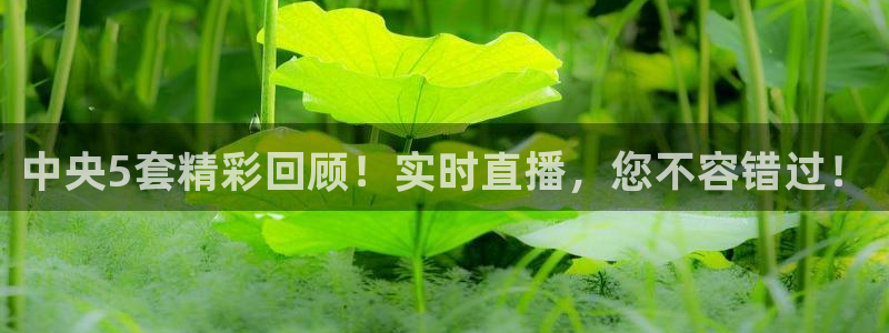 蜘蛛体育免费直播：中央5套精彩回顾！实时直播，您不容错过！